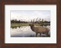 Bull Elk in Tetons Fine Art Print