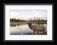 Bull Elk in Tetons Fine Art Print