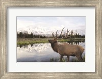 Bull Elk in Tetons Fine Art Print