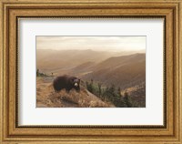 Bear Country Fine Art Print