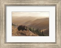 Bear Country Fine Art Print