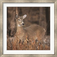 Whitetail Deer Fine Art Print