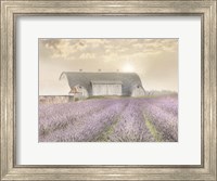 Lavender Morning Fine Art Print