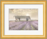 Lavender Morning Fine Art Print