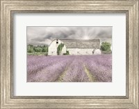 Shades of Lavender and Gray Fine Art Print