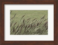 Wispy Grass Fine Art Print