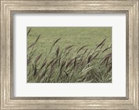 Wispy Grass Fine Art Print
