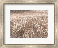 Fall Field Fine Art Print