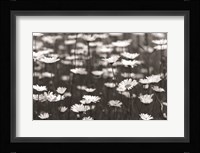 Daisy Dreams Fine Art Print