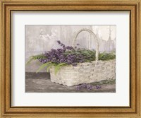 My Lavender Fine Art Print