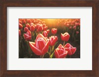 Tulips at Sunrise Fine Art Print