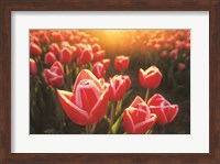 Tulips at Sunrise Fine Art Print