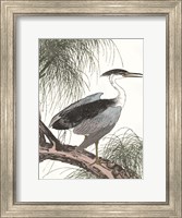 Perched Heron Fine Art Print