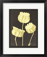 Forms in Nature 1 Framed Print