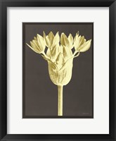 Forms in Nature 3 Framed Print