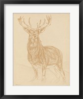 Buck Sketch Fine Art Print
