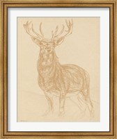 Buck Sketch Fine Art Print