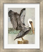 Brown Pelican 2 Fine Art Print