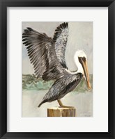 Brown Pelican 2 Framed Print