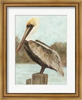 Brown Pelican 3 Fine Art Print