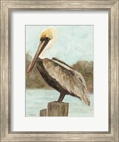 Brown Pelican 3 Fine Art Print