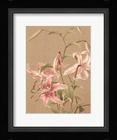 Antique Botanical Collection 3 Framed Print