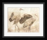 Sandhill Cranes 2 Framed Print