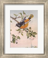 Spring Song Bird Fine Art Print