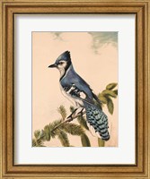 Bluebird on Evergreen Fine Art Print