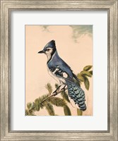 Bluebird on Evergreen Fine Art Print