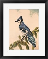 Bluebird on Evergreen Fine Art Print