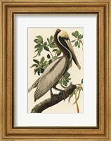 Audubon Brown Pelican Fine Art Print