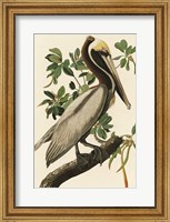 Audubon Brown Pelican Fine Art Print