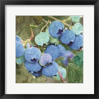 Blueberries 2 Framed Print