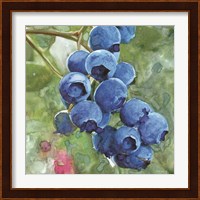Blueberries 4 Fine Art Print