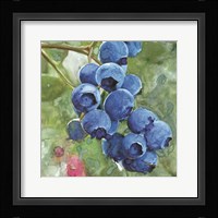 Blueberries 4 Framed Print