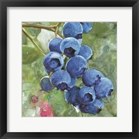 Blueberries 4 Fine Art Print