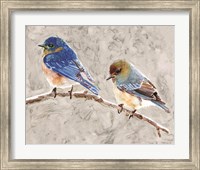 Eastern Bluebirds 1 Fine Art Print