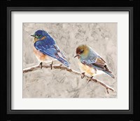 Eastern Bluebirds 1 Framed Print