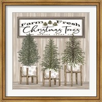 Potted Christmas Trees Fine Art Print