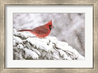 Winter Cardinal Fine Art Print