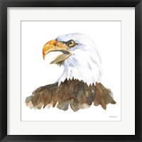 Bald Eagle Framed Print