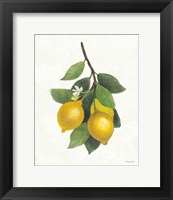 Lemon Branch III Fine Art Print