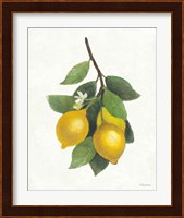 Lemon Branch III Fine Art Print
