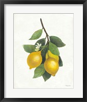 Lemon Branch III Fine Art Print