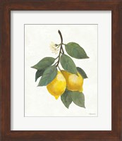 Lemon Branch II Fine Art Print