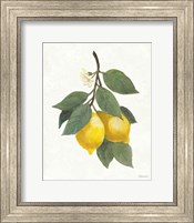 Lemon Branch II Fine Art Print