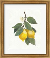 Lemon Branch II Fine Art Print