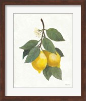 Lemon Branch II Fine Art Print