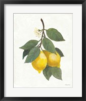 Lemon Branch II Framed Print